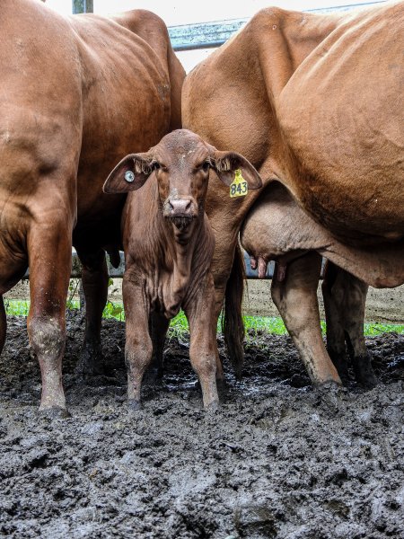 Woodford Saleyard