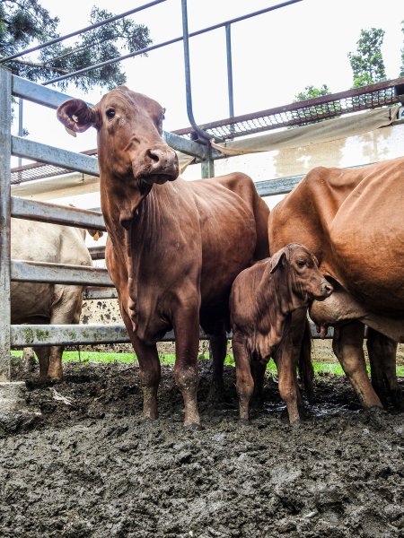 Woodford Saleyard