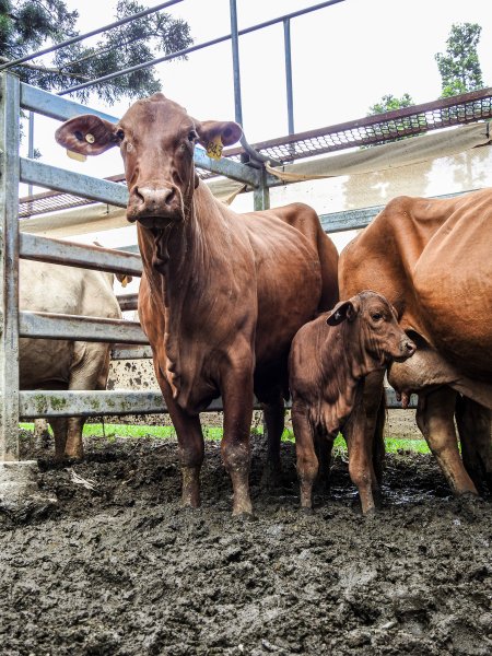 Woodford Saleyard