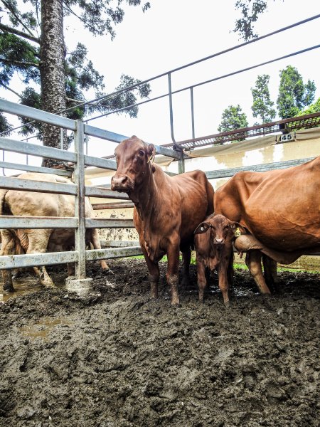 Woodford Saleyard