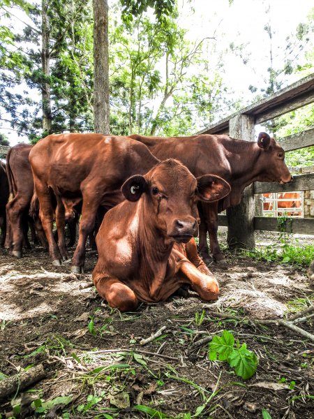 Woodford Saleyard