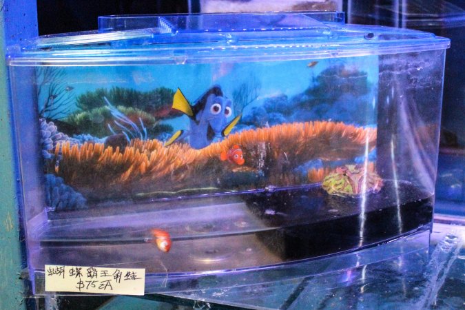 New Lucky Fish Aquarium & Pet Supply