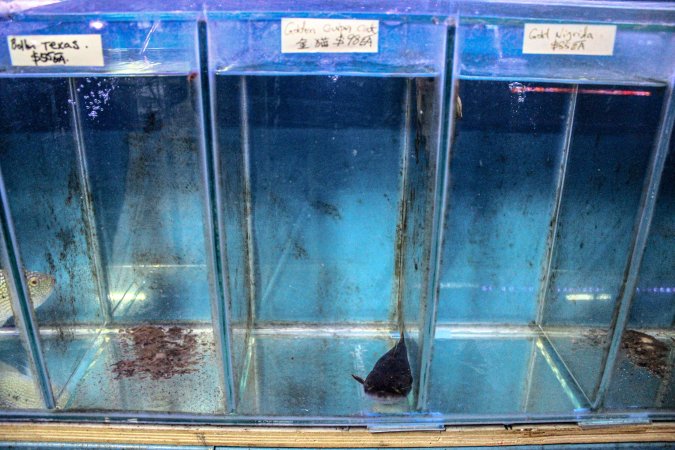 New Lucky Fish Aquarium & Pet Supply