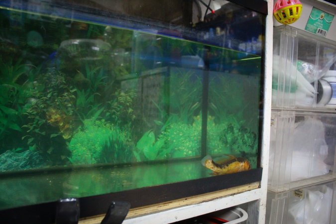 New Lucky Fish Aquarium & Pet Supply