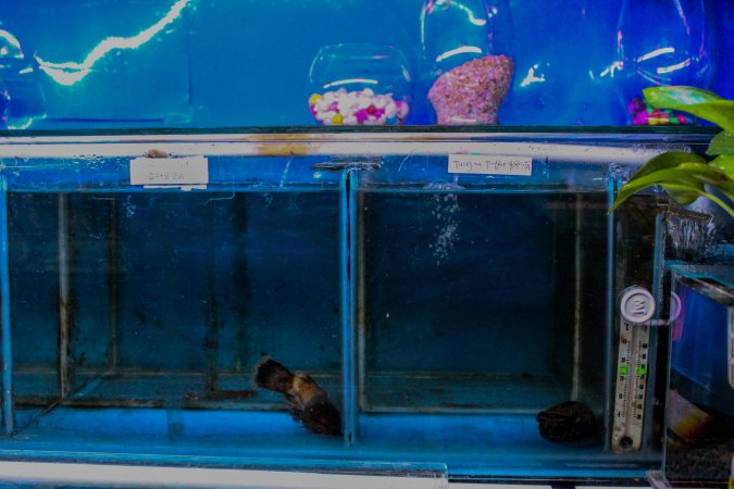 New Lucky Fish Aquarium & Pet Supply