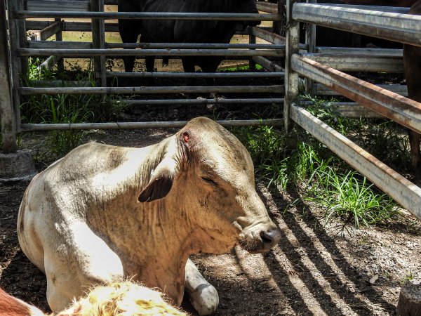 Woodford Saleyard