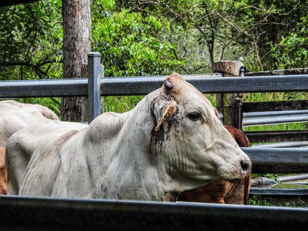 Eumundi Saleyard