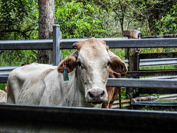 Eumundi Saleyard