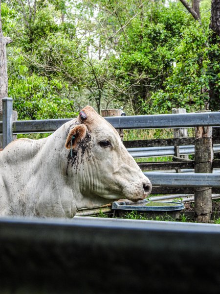 Eumundi Saleyard