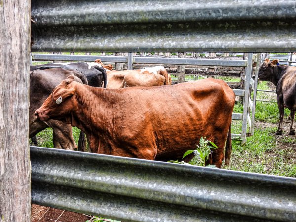 Eumundi Saleyard