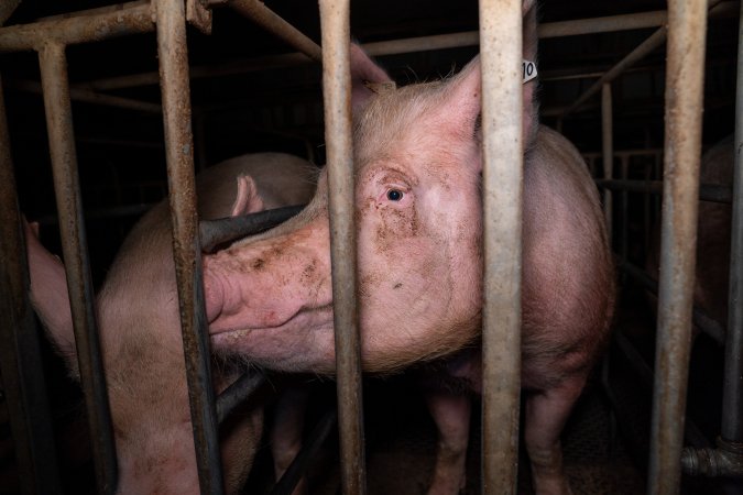 Sows in sow stalls