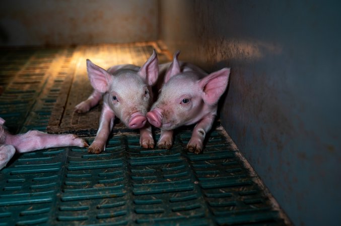 Piglets in farrowing crate