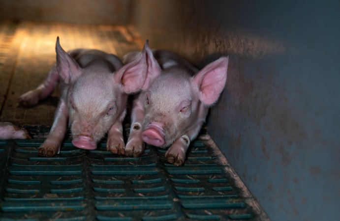 Piglets in farrowing crate