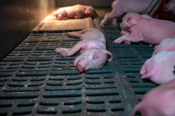 Dead piglet in farrowing crate