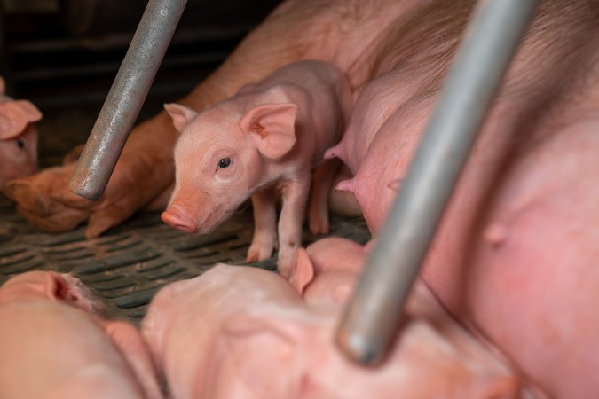 Piglets in farrowing crate