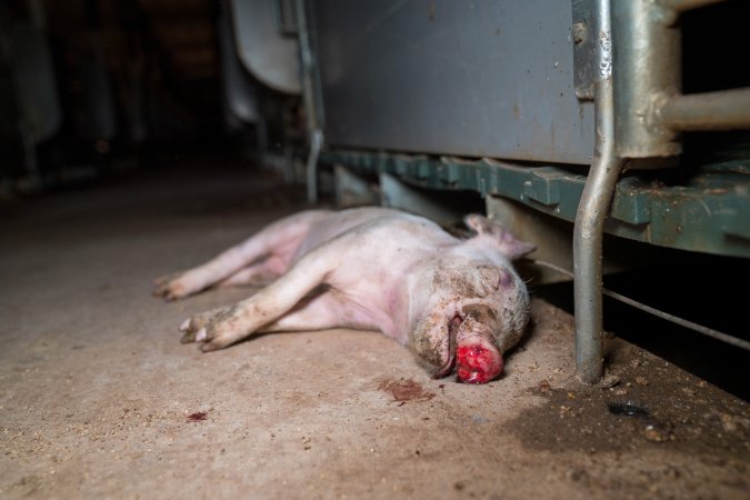 Dead piglet in front of farrowing crate