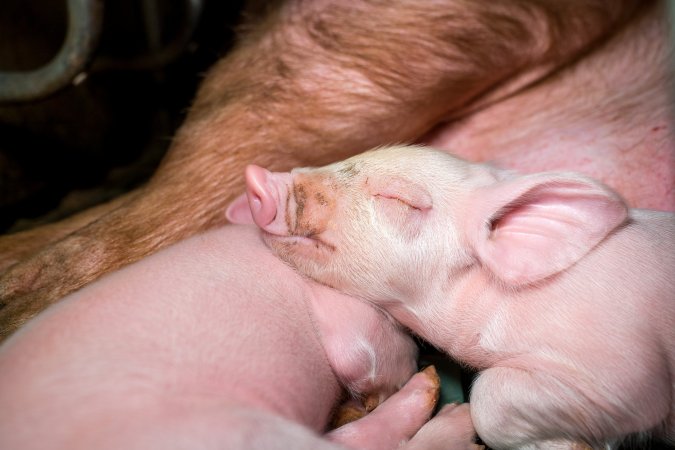 Piglets in farrowing crate