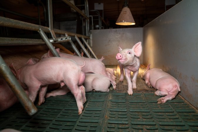 Piglets in farrowing crate