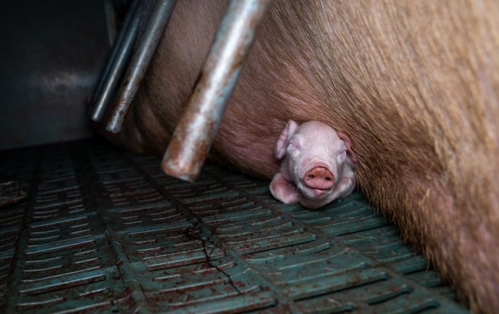 Piglet crushed underneath mother in farrowing crate