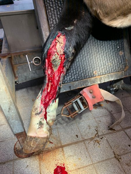 Injured cow