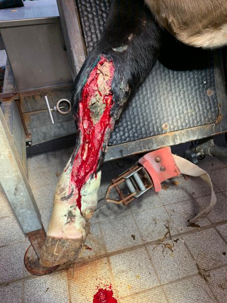 Injured cow