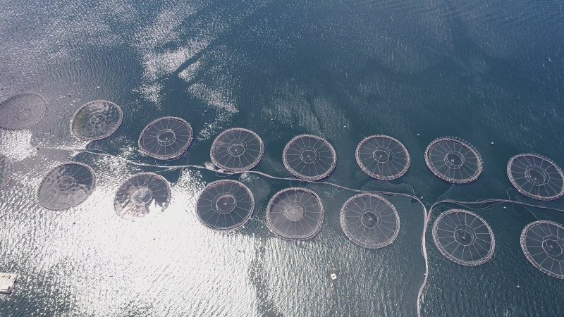 Drone flyover of offshore salmon farm