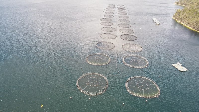 Drone flyover of offshore salmon farm