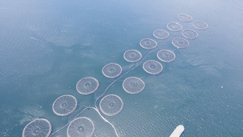 Drone flyover of offshore salmon farm