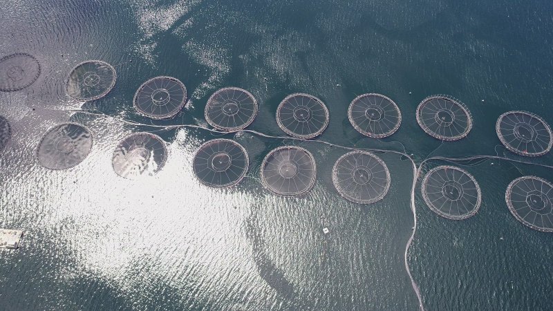 Drone flyover of offshore salmon farm