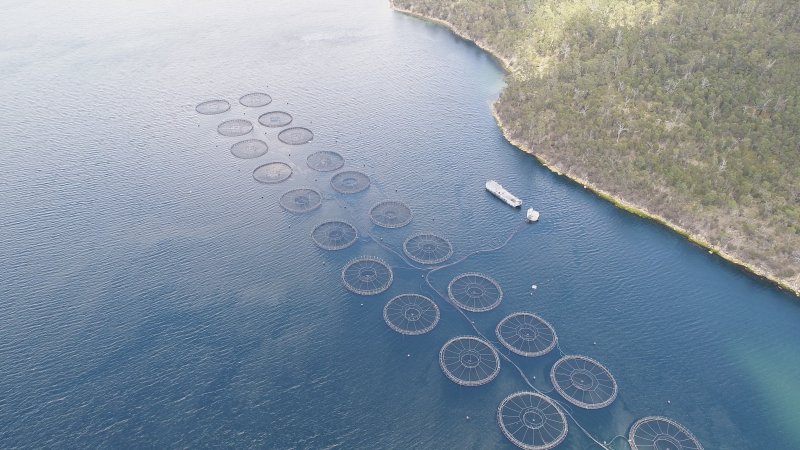 Drone flyover of offshore salmon farm