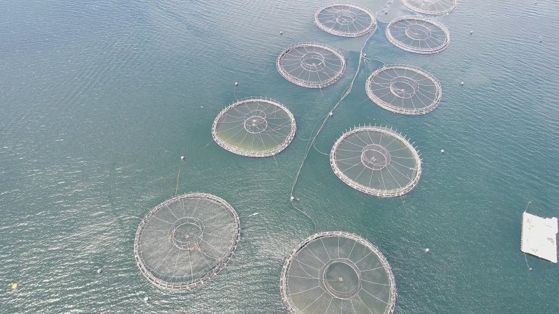 Drone flyover of offshore salmon farm