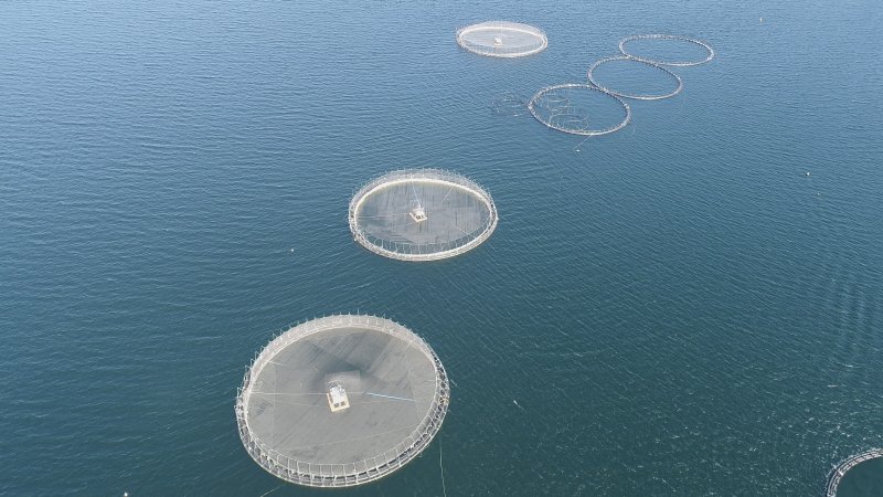 Drone flyover of offshore salmon farm