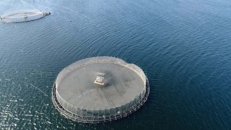 Drone flyover of offshore salmon farm