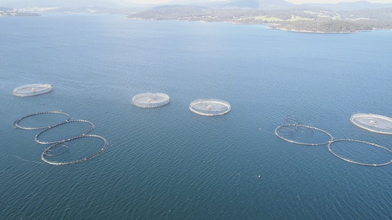 Drone flyover of offshore salmon farm