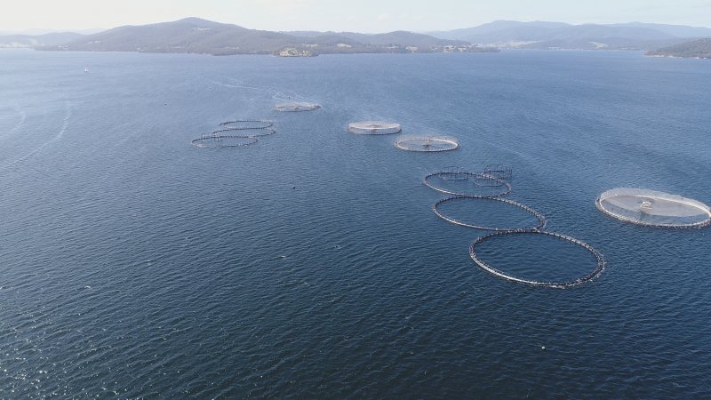 Drone flyover of offshore salmon farm