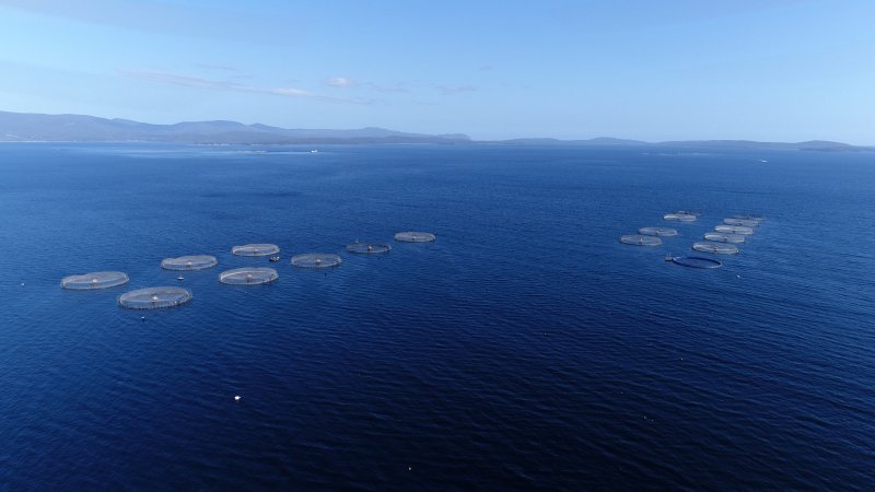 Drone flyover of offshore salmon farm