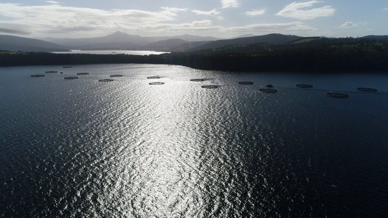 Drone flyover of offshore salmon farm