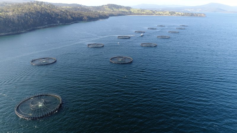 Drone flyover of offshore salmon farm