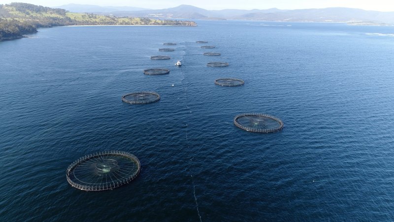 Drone flyover of offshore salmon farm