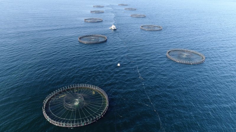 Drone flyover of offshore salmon farm