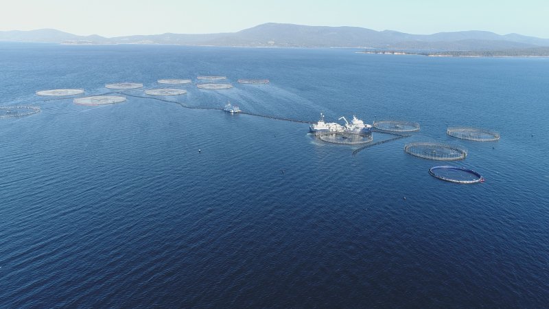 Drone flyover of offshore salmon farm