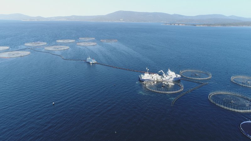 Drone flyover of offshore salmon farm