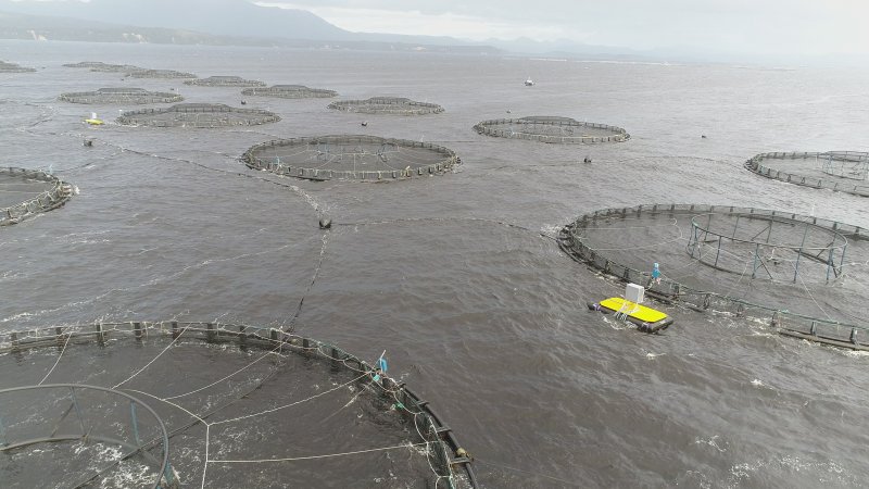 Drone flyover of offshore salmon farm