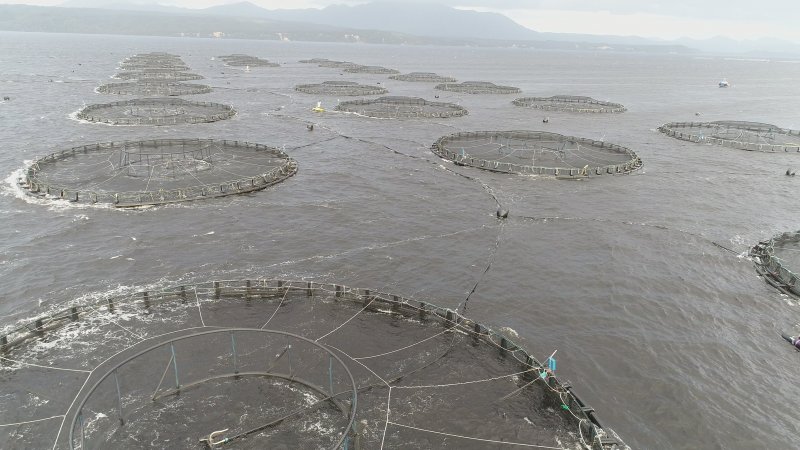 Drone flyover of offshore salmon farm