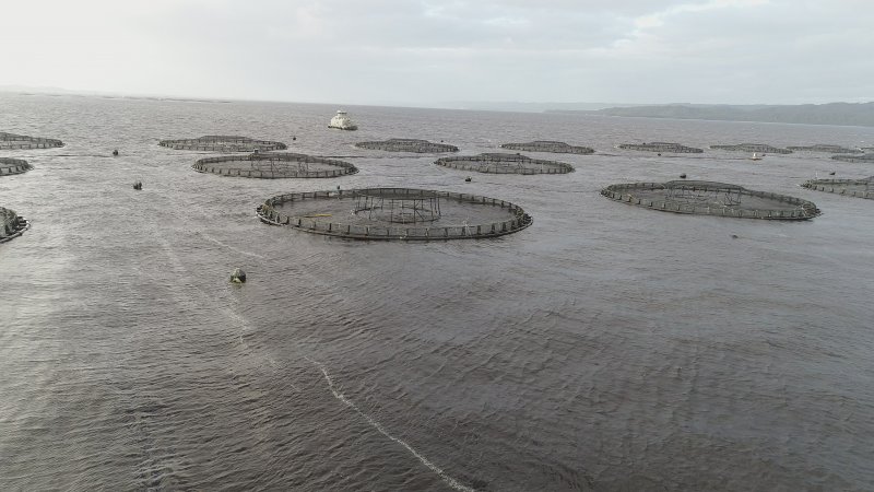 Drone flyover of offshore salmon farm