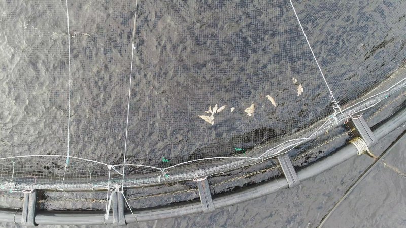 Drone flyover of offshore salmon farm