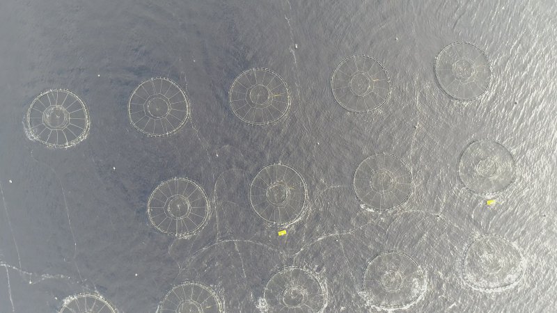 Drone flyover of offshore salmon farm