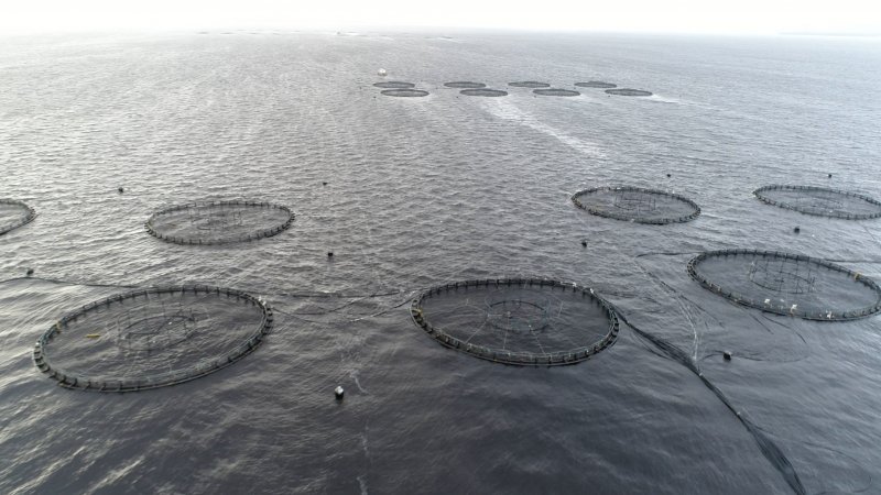 Drone flyover of offshore salmon farm