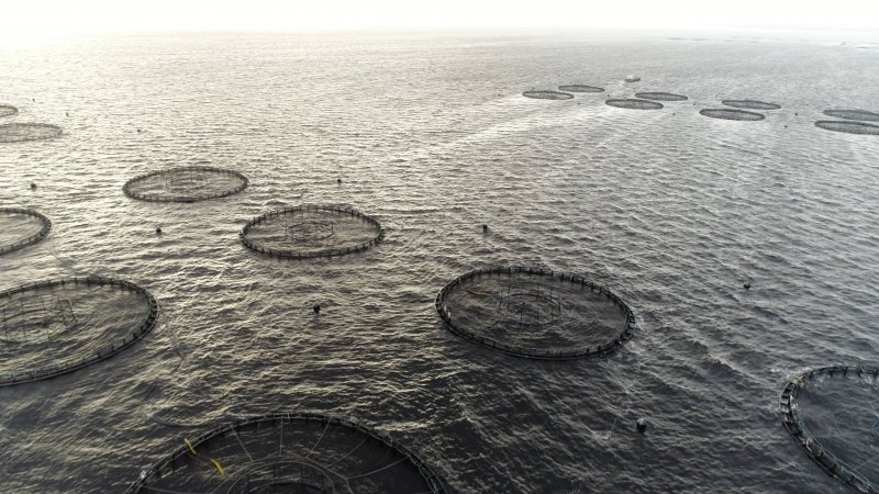 Drone flyover of offshore salmon farm