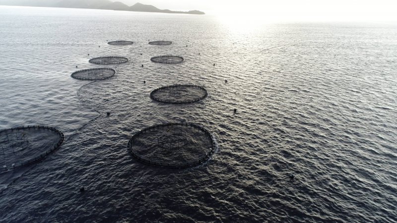 Drone flyover of offshore salmon farm